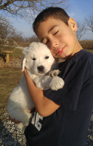 English golden retriever puppies