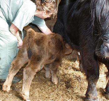 Scottish highland cattle,Black highland cattle,Highland cattle black,Highland cattle, Highland calves