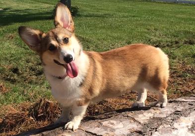 Sable Corgi, Kansas City, Breeder