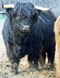 Highland cattle black,Scottish highland cattle,Black highland cattle,Highland cattle, Highland calves