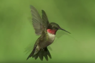 Hummingbirds