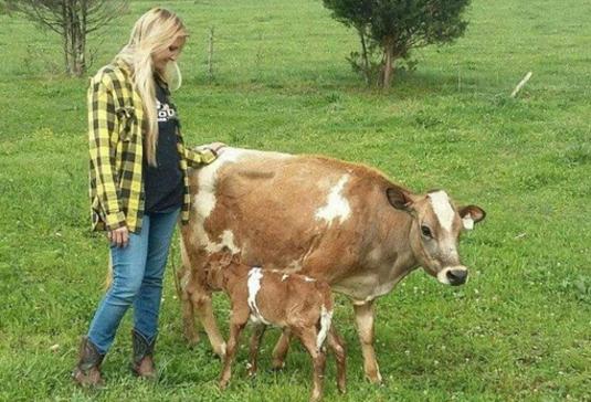 Mini Jersey Cattle