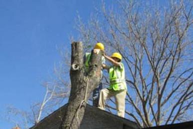 Local Mesquite Branches Removal Services in Lincoln NE | LNK Junk Removal