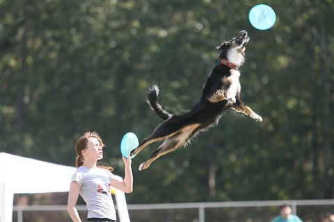 Dog Jumping