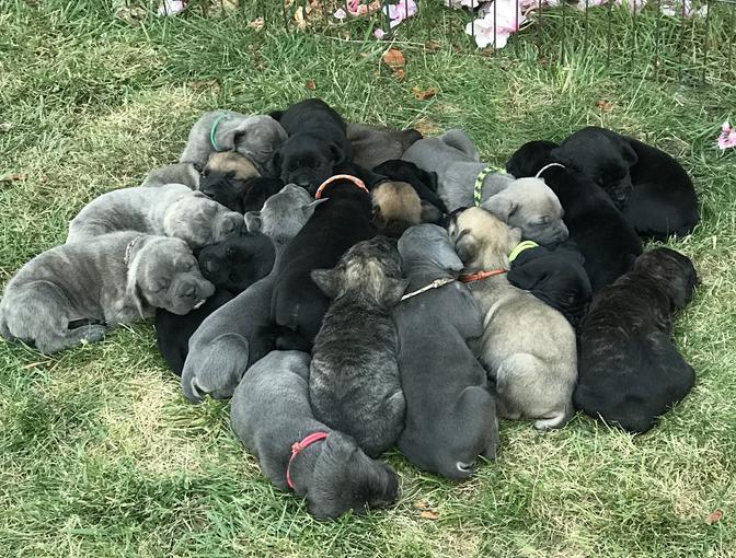 king cane corso dogs