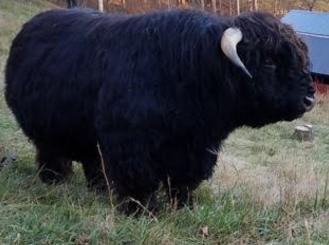 Scottish highland cattle,Black highland cattle,Highland cattle black,Highland cattle, Highland calves