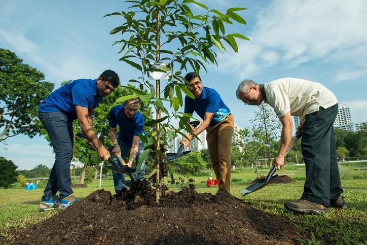 TREE PLANTING SERVICES