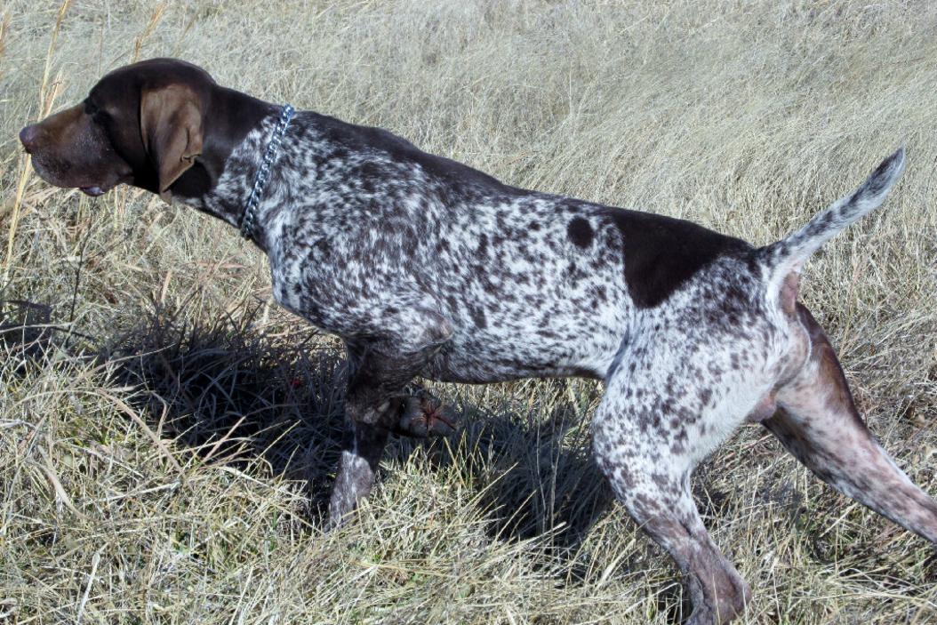 Prices Prices and Fees Charged by Muddy Creek Kennels for German
