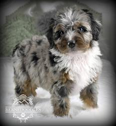 Tricolor-Merle-Limited-White-Mini-Bernedoodle