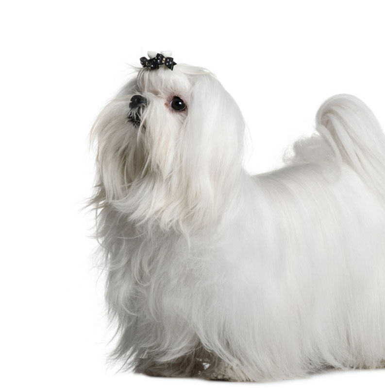 Animal Hospital, Upper East Side Vet, Veterinary Care in New York - Sutton  Animal Hospital