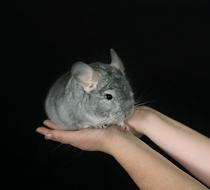 Chinchilla For Sale >> Chinchilla Sale Chinchilla For Sale >> Chinchilla Sale