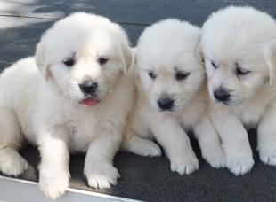 Golden Retriever Breeder St. Pete FL