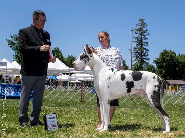 Two Cities Kennel Club