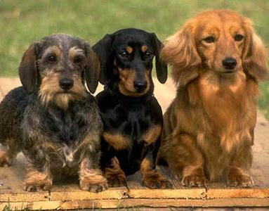 Standard long store haired dachshund breeders