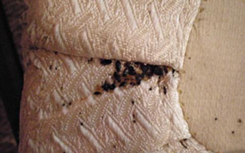bed bug infested mattress furniture sofa removal in omaha ne