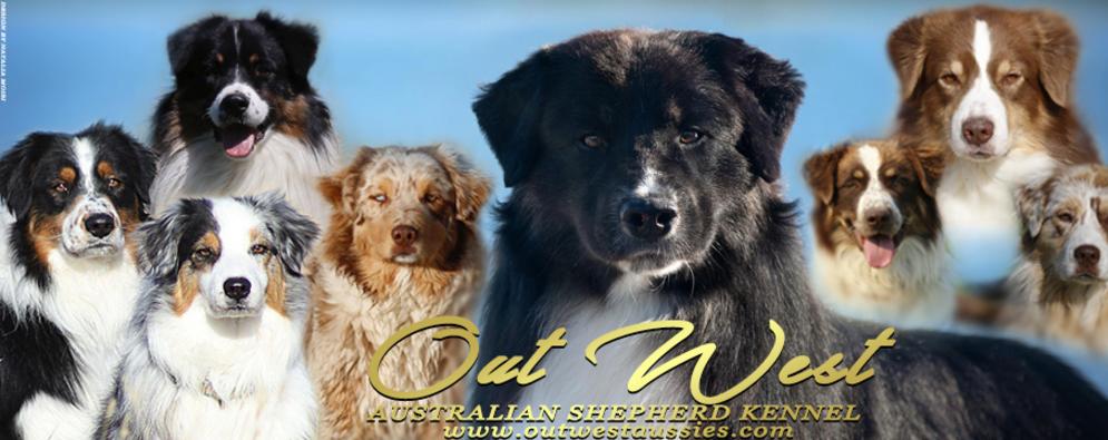 Western shepherd puppies for hot sale sale