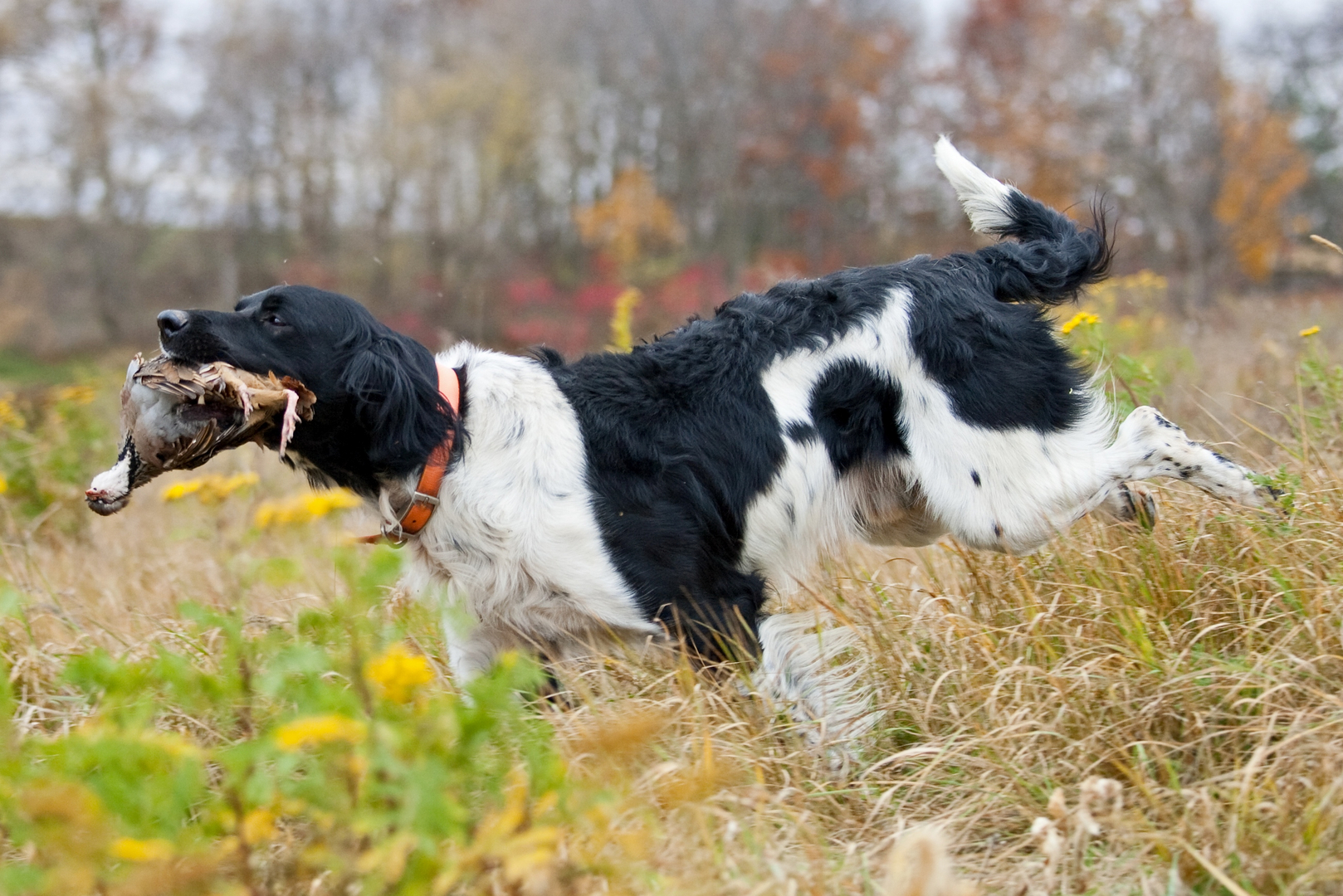 Large munsterlander dog best sale