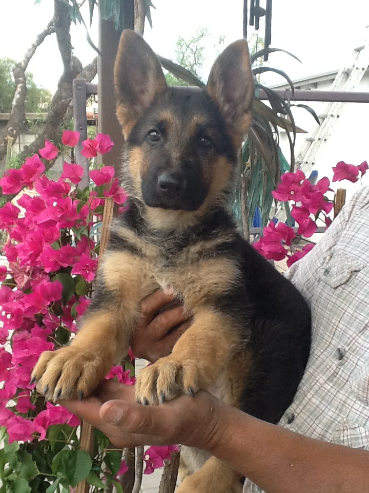 giant german shepherd puppies