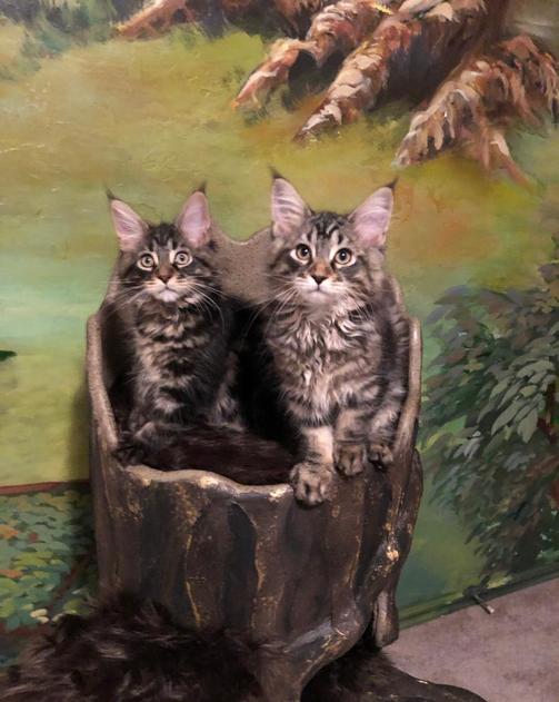 Maine Coon Cat Trees