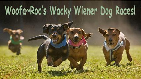 Weiner dog races at Woofa~Roo Pet Fest