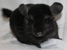 Bobbies chinchillas store