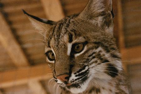 bobcat domestic cat hybrid