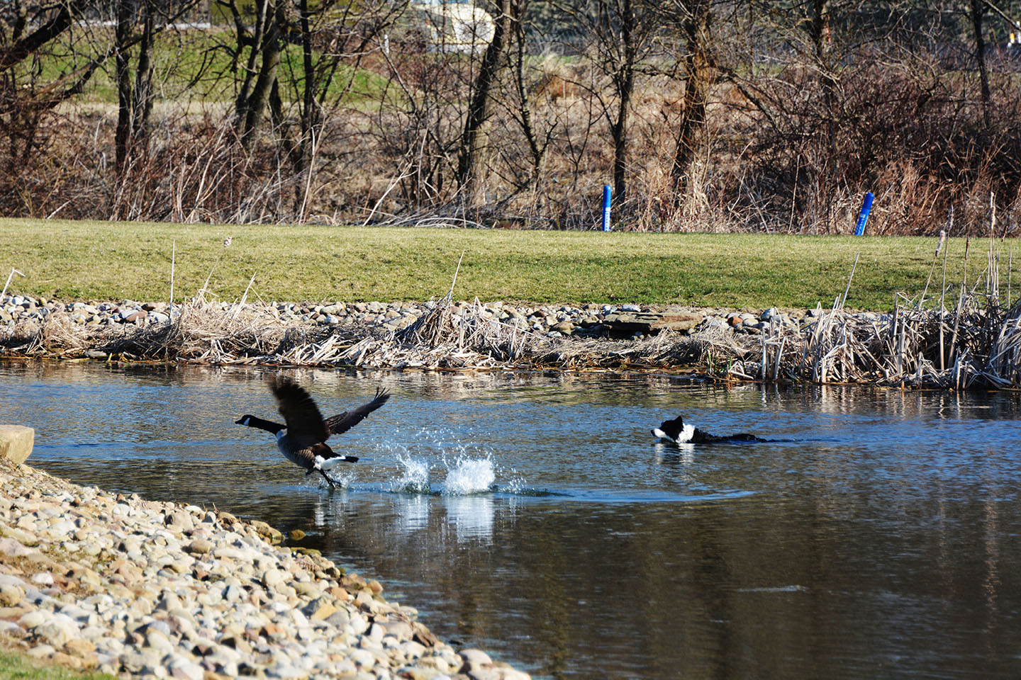 Geese Police of Western Pennsylvania PA Problem Canada Geese taking flight