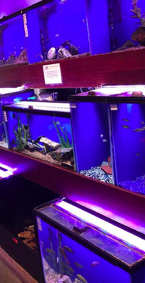 living room fish tank