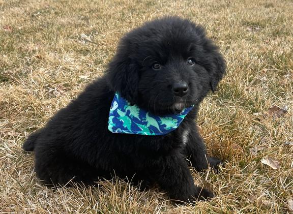 Leonberger Puppies