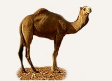 Hunting Camel Australia