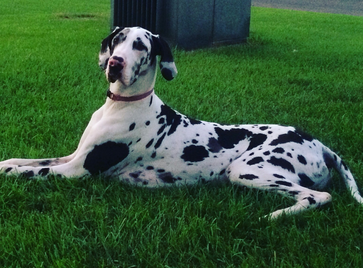 brown spotted great dane puppy