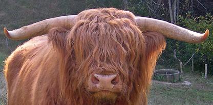 Highland cattle black,Scottish highland cattle,Black highland cattle,Highland cattle, Highland calves