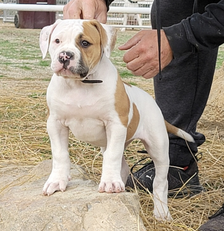 Bybees clearance american bulldogs