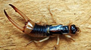 Earwig Control Bakersfield, Pest Control Bakersfield