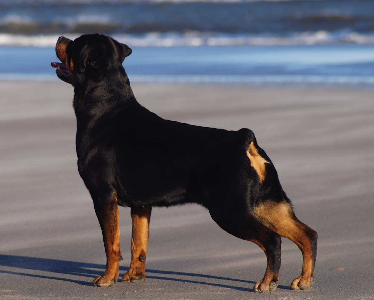 GRIFFONS Playground Kj 降谷建志 Rottweiler GRIFFONS Playground Kj 降谷建志 Rottweiler Guest Welcome