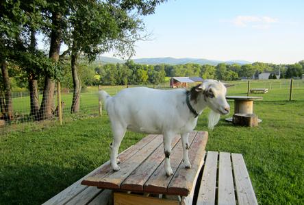 Annie, Nigerian Dwarf goat, at my peeps farm