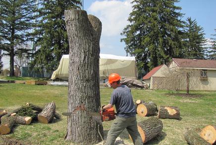 Professional Tree Removal: Omaha Junk Disposal is the premier tree service in Omaha, Nebraska providing tree trimming, tree removal, stump grinding, tree sales, cabling and bracing, tree care and complete arborist services such as tree treatment and fertilization. Cost of Professional Tree Removal? Free estimates! Call today or book Professional Tree Removal online fast!