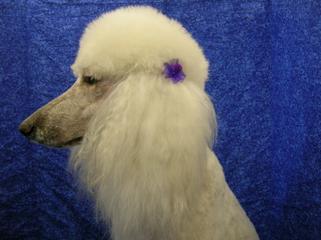 Poodle 2024 with bow