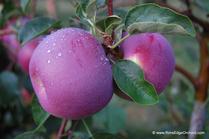 Rim's Edge Orchard Pick Your Own Dandee Red Apple