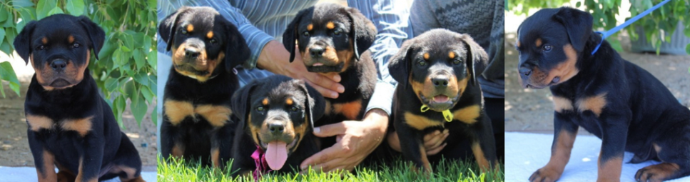 Rottweiler clearance akc breeders