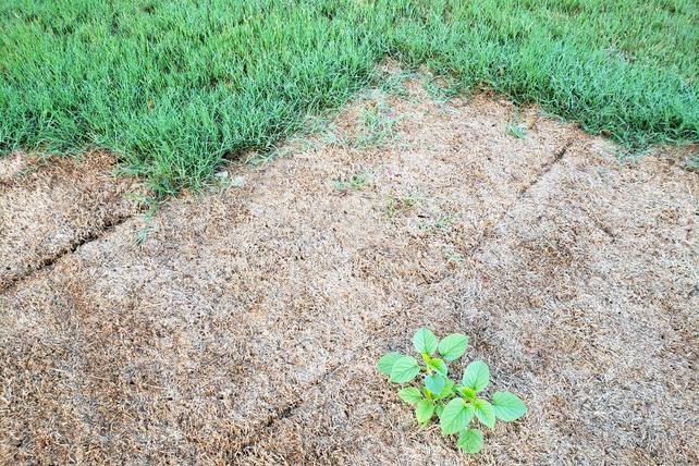 Examples Of Dead Sod & Green Sod