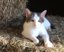 Colby's Army photo of a gray ad white barn cat lying on bales of hay