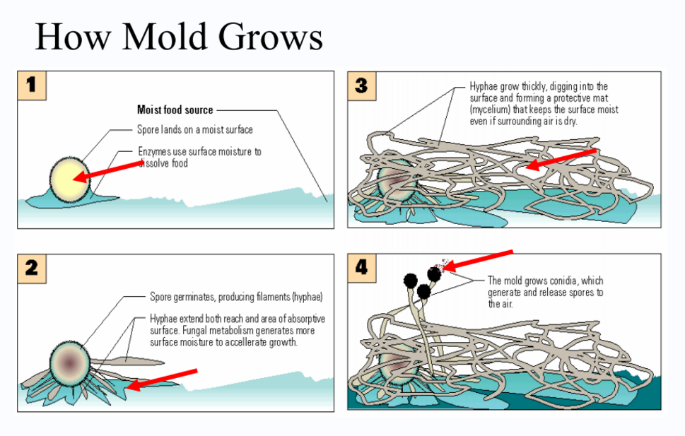 How Mold Grows