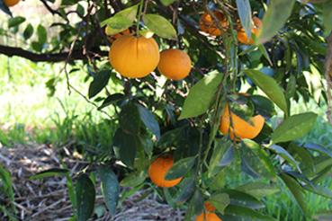 biodynamic oranges, taste our chunky farmstyle marmalade