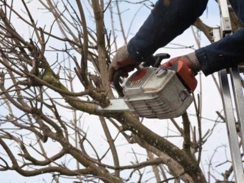 TREE BRANCH REMOVAL SERVICES