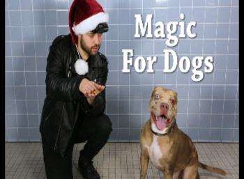 The Adorable Dogs reactions To Magician’s Tricks in an Animal Shelter