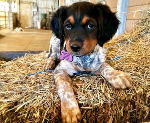 Brittany spaniel best sale puppies for sale