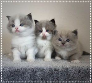 Local ragdoll kittens for hot sale sale