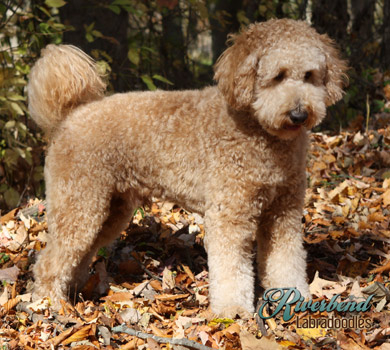 Ivylane sales labradoodle puppies