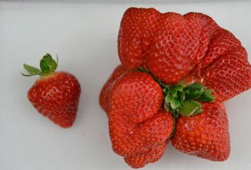 5 loại hoa quả nhập khẩu từ Nhật Bản đắt nhất Hà Nội